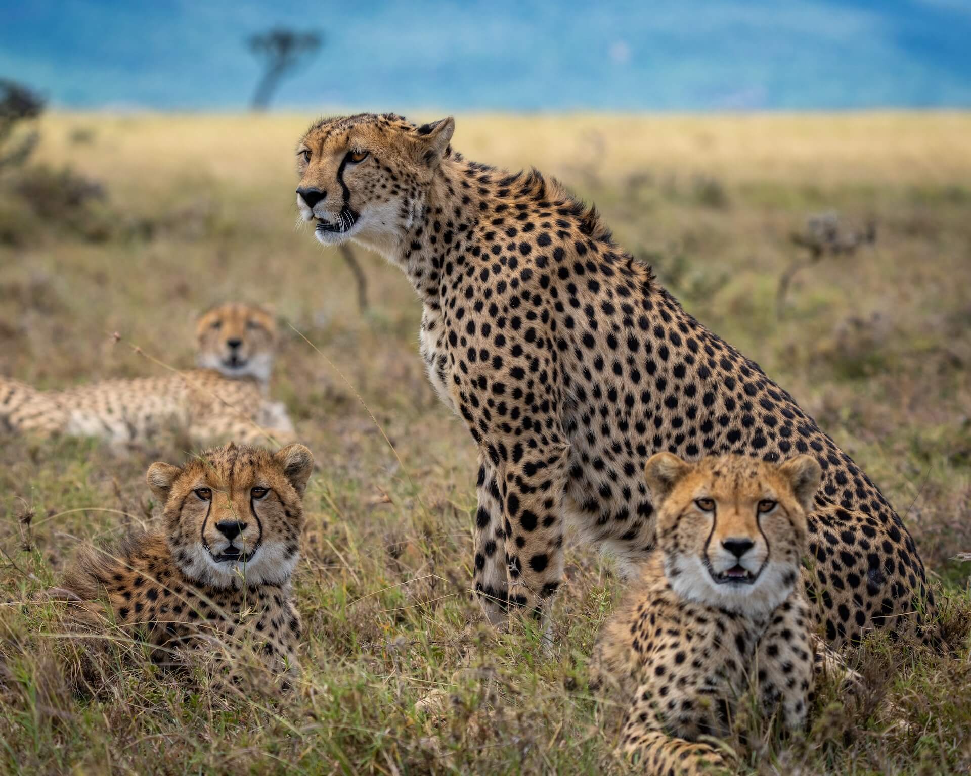 Three cheetahs relaxing in the Kenyan Savannah