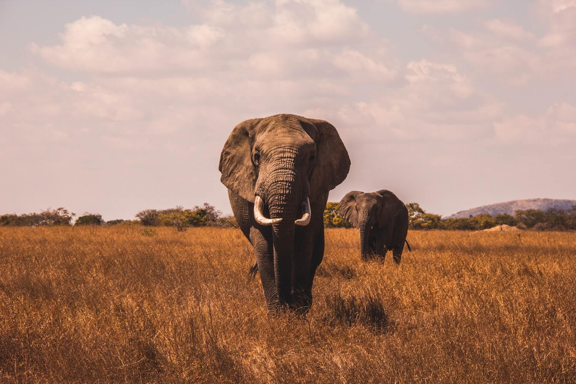 A large elephant in Amboseli, Kenya