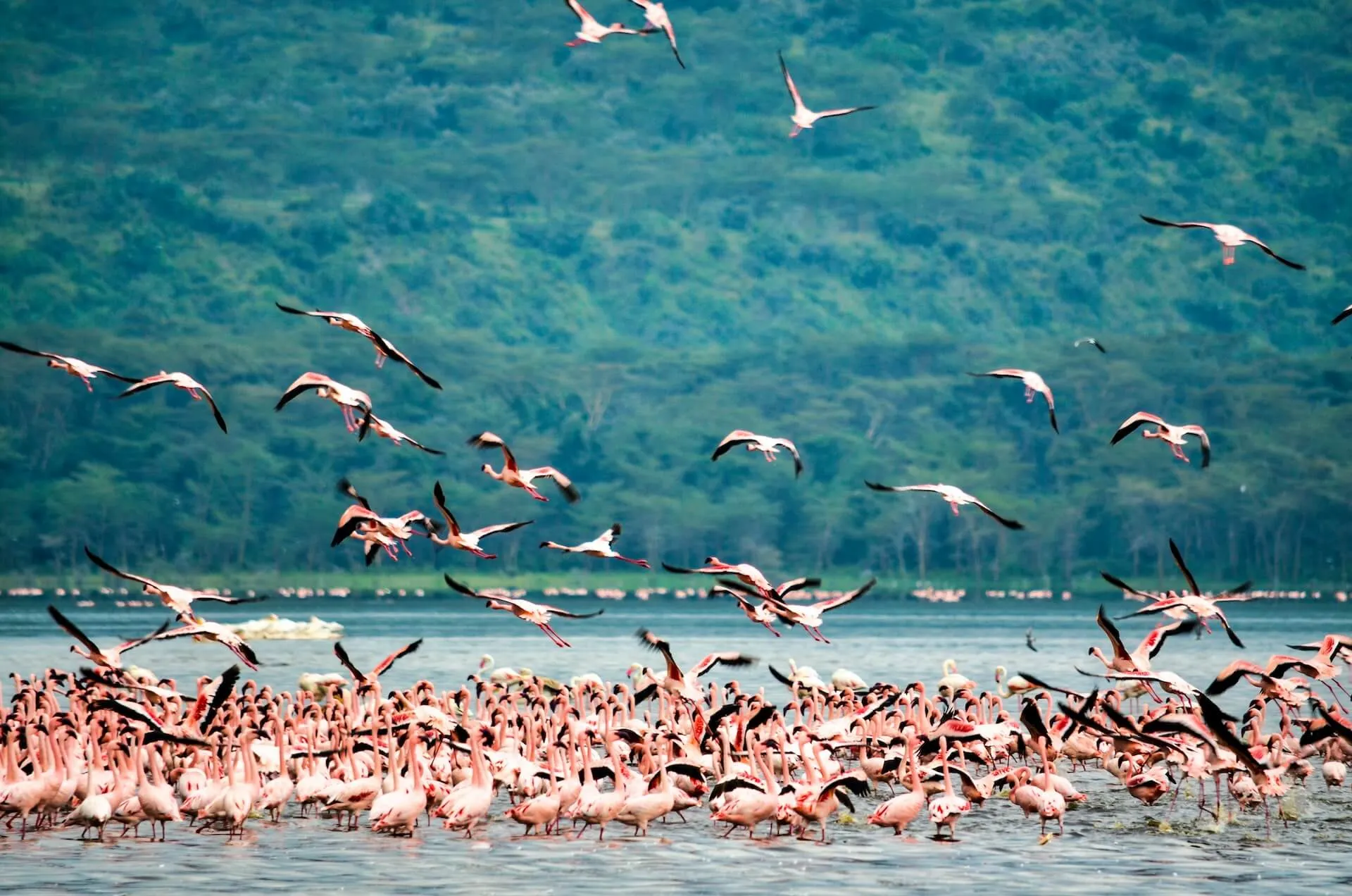 A flock of flamingos on the shores of Lake Nakuru, Kenya