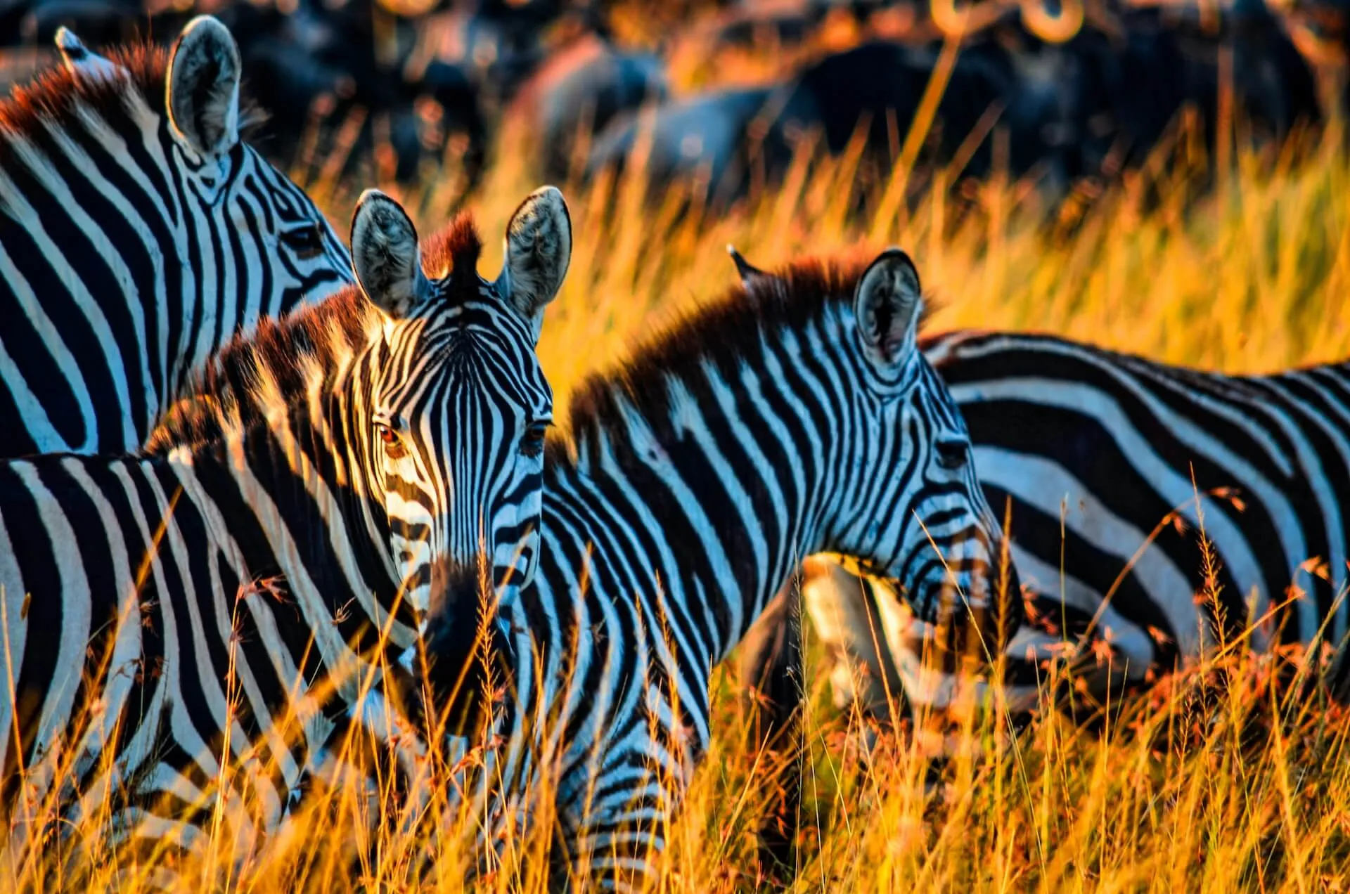 A herd of Zebra grazing in the sunset