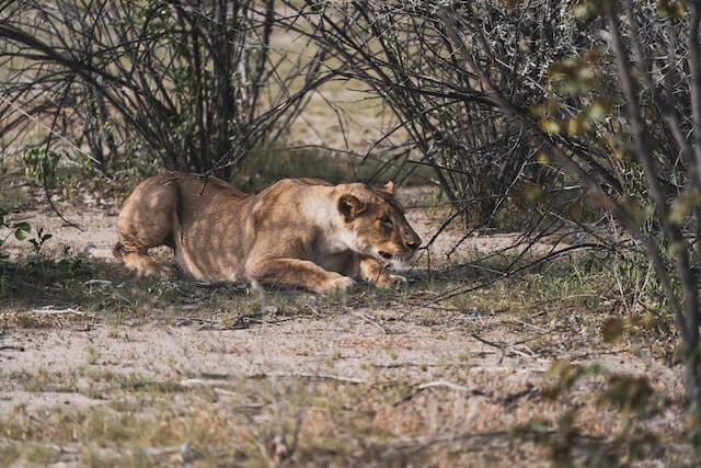A lion stalking in Kenya