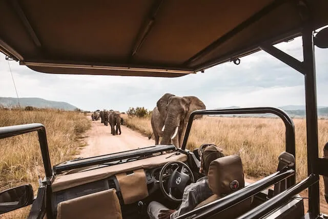 A herd of elephants walking past a safari jeep