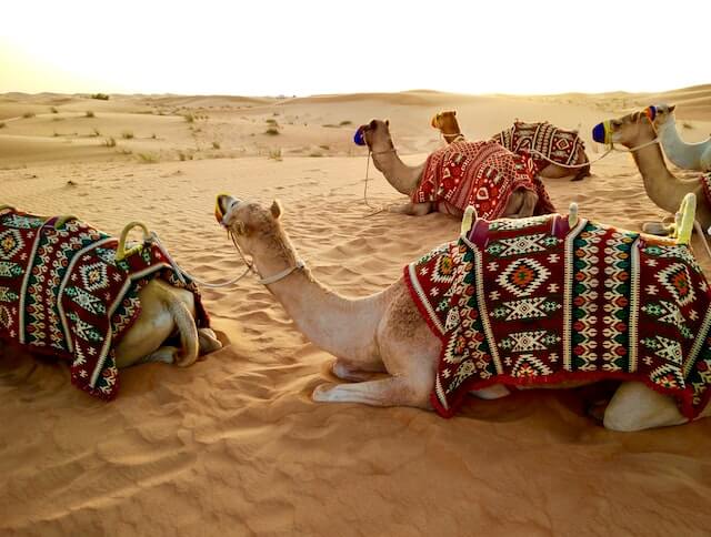 Camels resting during a desert safari