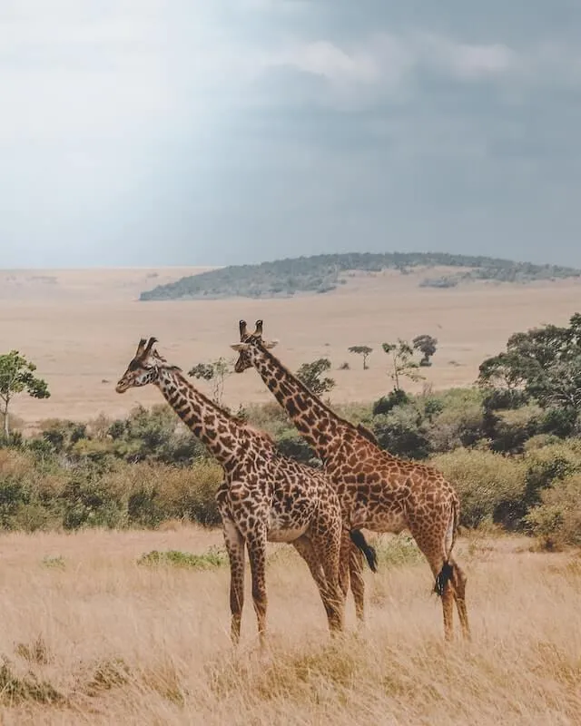 A group of giraffes in Kenya
