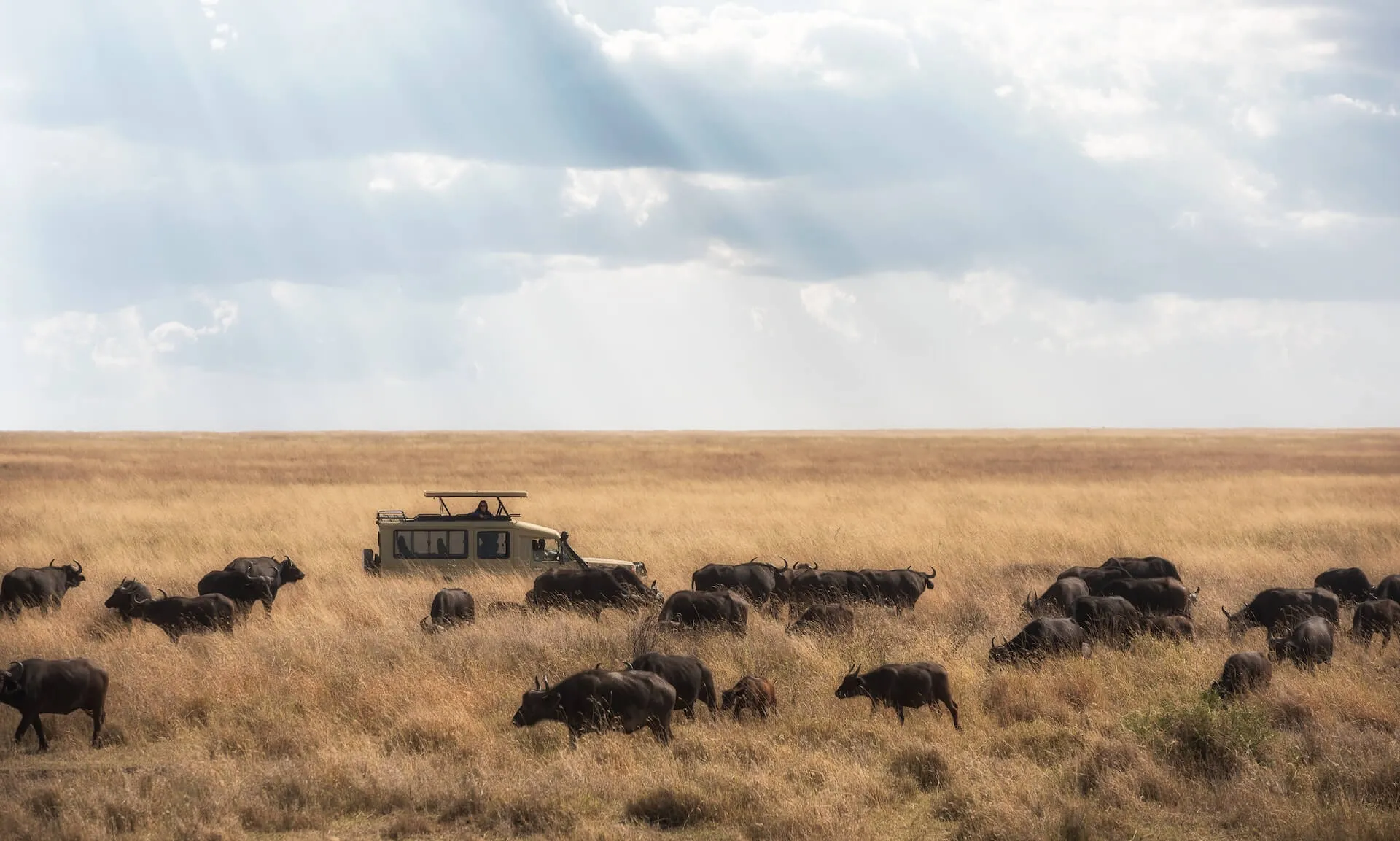 A tour van overlooking a herd of buffalos in Kenya