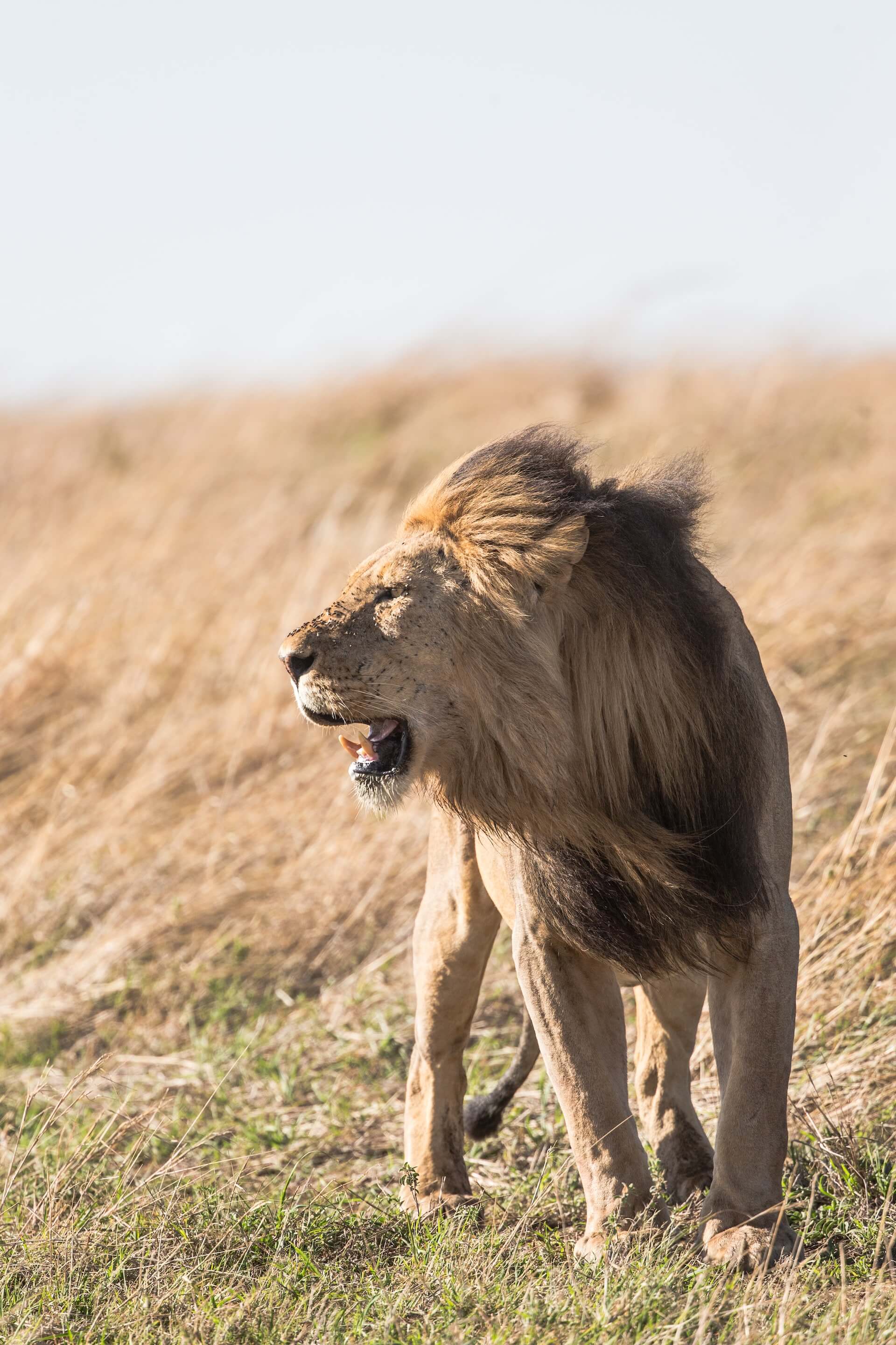 A male lion roaring in Kenya