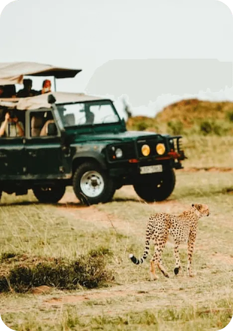 A lion in front of a safari jeep