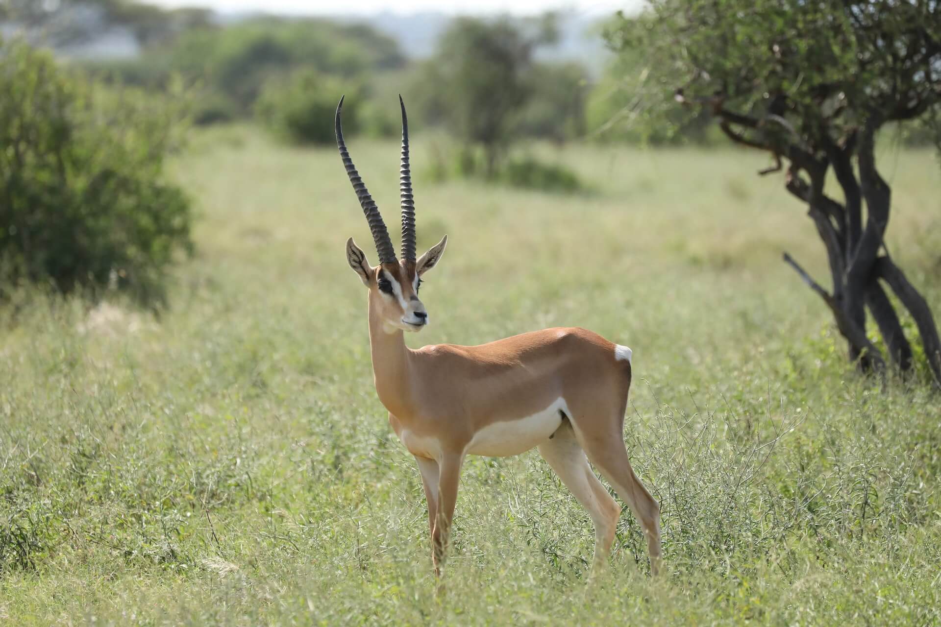 An antelope grazing in the Kenyan savannah