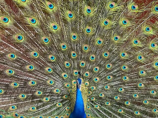 A male peacock fanning it's tail feathers