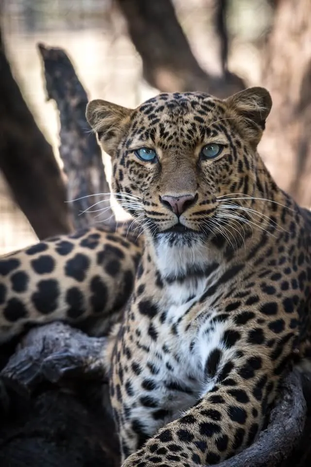 A leopard resting in the shade of a tree